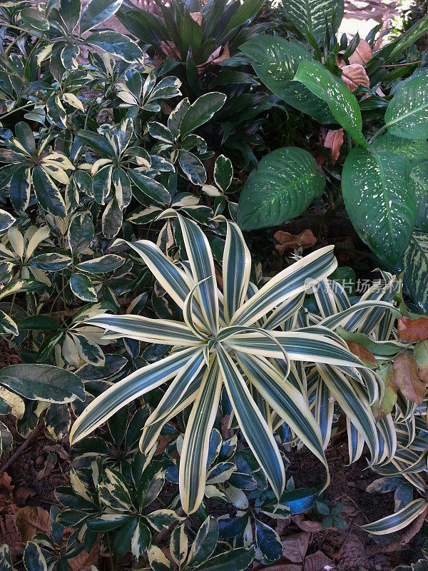 Sisal plant in the garden